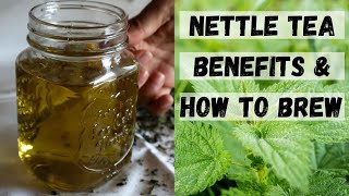 STINGING NETTLE TEA BENEFITS  Nettle Tea Recipes Nettle Benefits [upl. by Akehsyt]