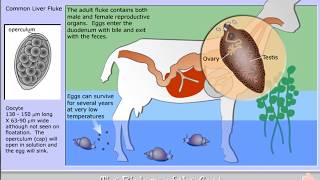 Life cycle of Fasciola hepatica  the Liver fluke [upl. by Navak605]