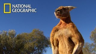 Muscular Kangaroos Martial Arts Match｜National Geographic [upl. by Sofia]