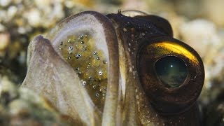 Mouthbrooding Jawfish [upl. by Kolosick431]