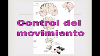 Control del movimiento Neurociencias [upl. by Limbert]