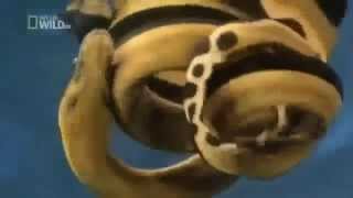 The Most Dangerous Snakes  The Yellow Belly Sea Snake  Pelamis Platura [upl. by Ytirahc]