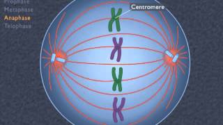 Animation How the Cell Cycle Works [upl. by Jarrad]