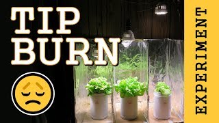 Preventing Tip Burn Hydroponic Lettuce Indoor LED Grow Light PPFD Experiment [upl. by Latsyrhk]