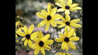 How to StartGrow Tall Coreopsis from Seed Coreopsis Tripteris [upl. by Nan]