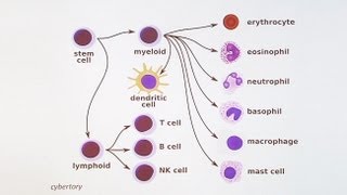 Immunology 101 The Basics and Introduction to our Patient [upl. by Akirehs]