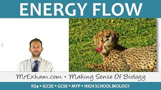 Ecology  Energy Flow  GCSE Biology 91 [upl. by Wavell]