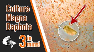 How to culture DAPHNIA MAGNA  The easy way [upl. by Tuddor]