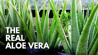 How To Identify The Real Aloe Vera Plant [upl. by Malha]