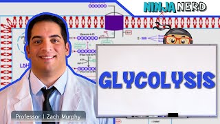 Metabolism  Glycolysis [upl. by Audras]