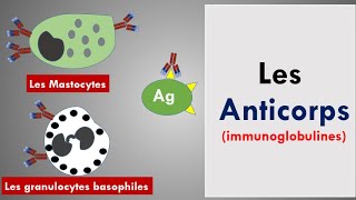 Les Anticorps  Les Immunoglobulines [upl. by Llewon937]