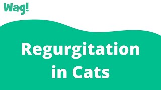 Regurgitation in Cats  Wag [upl. by Aleahc]