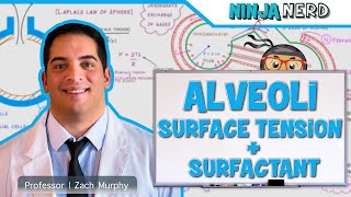 Respiratory  Surface Tension amp Surfactant in Alveoli [upl. by Asilanom675]