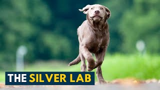 Silver Labrador Your Guide to The Most Popular Dog Breed In The States [upl. by Leonidas429]