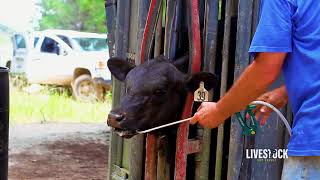 Cattle Deworming Program [upl. by Ppik]