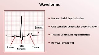 Intro to EKG Interpretation  Waveforms Segments and Intervals [upl. by Evreh]