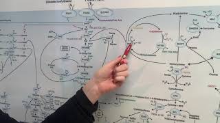 MTHFR  High homocysteine and Low homocysteine [upl. by Marasco276]