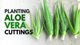 How To Plant Aloe Vera From A Cutting [upl. by Byrn425]