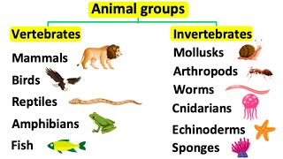 Animal groups  Vertebrates amp invertebrates [upl. by Rozek]