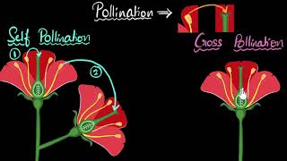 Pollination self amp cross  How do organisms reproduce  Biology  Khan Academy [upl. by Yotal]