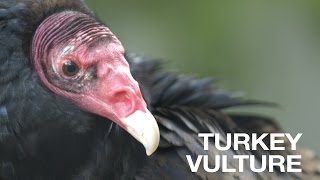 Creature Feature Turkey Vulture [upl. by Pergrim]