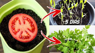 🍅🍅 Germinar tomates en 5 días en casa  Sembrar plantar y cultivar tomates [upl. by Kcire8]