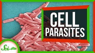 6 Parasites That Live INSIDE Cells [upl. by Shimkus]