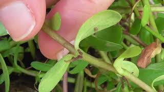 Medicinal Plants Documentary BRAHMI Bacopa monnieri [upl. by Ahsineg]