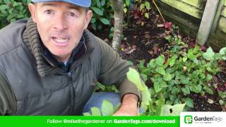 How To Cut Back Hellebore foliage [upl. by Haroppiz]