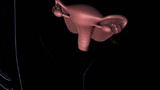 How Ovulation Works Animation  Travel of Egg Cell from Ovary to Uterus Video [upl. by Ytsim449]