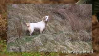 Working Clumber Spaniel [upl. by Shrier]