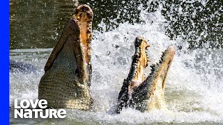 Crocodiles Fight To Death Over Carcass [upl. by Arrol]