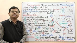 Diabetes Mellitus Part10 Mechanism of Action of Sulfonylurease  Antidiabetic Drugs  Diabetes [upl. by Marius]