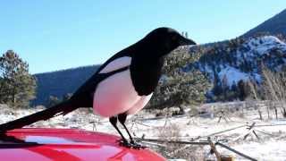 BlackBilled Magpie Rocky Mountain NP in HD [upl. by Bartosch]