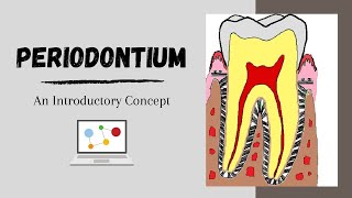 Periodontium Introductory Concepts [upl. by Lolanthe394]