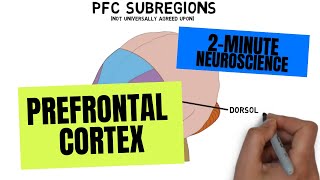 2Minute Neuroscience Prefrontal Cortex [upl. by Sidhu]