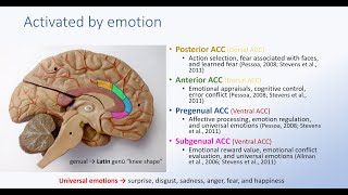 Anterior Cingulate Cortex and Emotion [upl. by Bernadene]