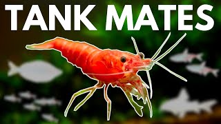 7 BEST Shrimp Tank Mates You Need to Try [upl. by Slater994]