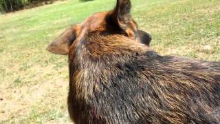 How To deShed your German Shepherd Dog [upl. by Soiritos]