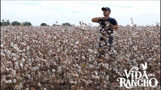 Algodonales en Valle De Mexicali  La Vida Del Rancho [upl. by Tiedeman]