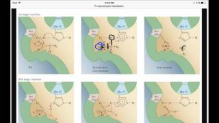 Chymotrypsin Enzymatic Mechanism [upl. by Marja]