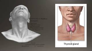 Basics of Thyroid Ultrasound [upl. by Ribaudo]