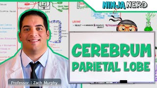 Neurology  Cerebrum Parietal Lobe Anatomy amp Function [upl. by Dukie140]