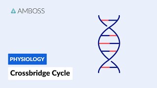 Crossbridge Cycle Muscle Contraction [upl. by Agiaf]