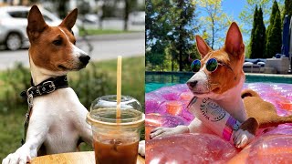 33 Interesting Facts About Basenjis [upl. by Lund181]