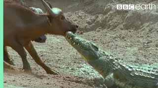 The Nile Crocodile vs Buffalo  Wild Africa  BBC Earth [upl. by Serene]