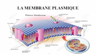 membrane plasmique [upl. by Ryley]