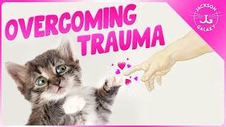 Helping a Cat Recover from Trauma [upl. by Naggem]