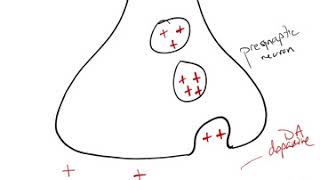 Antipsychotic Drug Mechanism [upl. by Atterg]