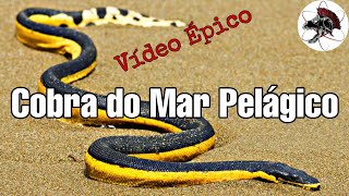 Cobra do Mar Pelágico  Biólogo Henrique o Biólogo das Cobras [upl. by Bornstein]